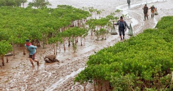 Nam Định: Phụ huynh, học sinh cùng tử vong khi trải nghiệm bắt ngao vạng ở Vườn quốc gia