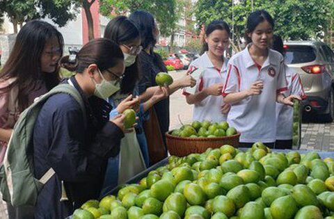 ĐH Ngoại thương hái xoài xanh trong khuôn viên để tặng cho sinh …