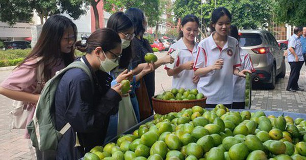 ĐH Ngoại thương hái xoài xanh trong khuôn viên để tặng cho sinh …