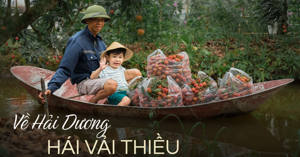 Chỉ với khoảng 500.000 đồng là bạn có thể tham quan vườn vải ở Hải Dương