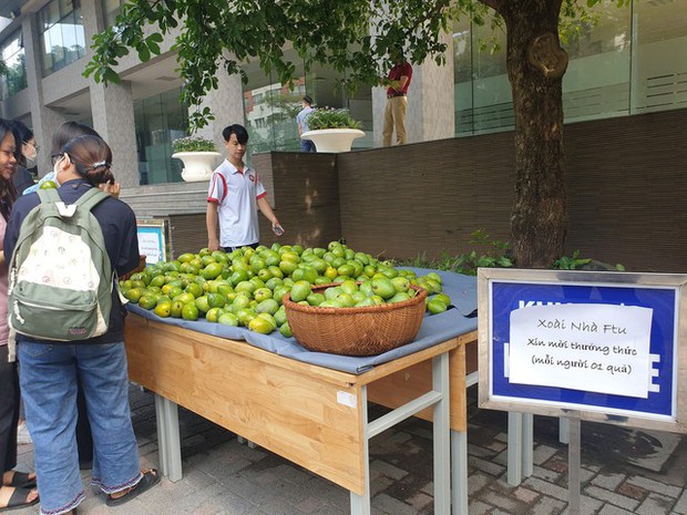 Không hổ là trường nhà người ta, Ngoại thương hái xoài xanh trong khuôn viên để tặng cho sinh viên - Ảnh 4.