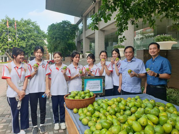 Không hổ là trường nhà người ta, Ngoại thương hái xoài xanh trong khuôn viên để tặng cho sinh viên - Ảnh 1.