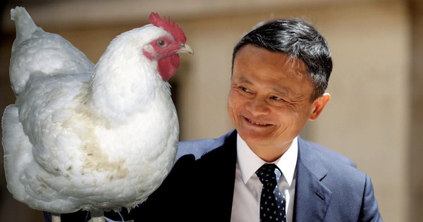 Cô gái quê gửi tặng Jack Ma một con gà mái để đổi lại một …