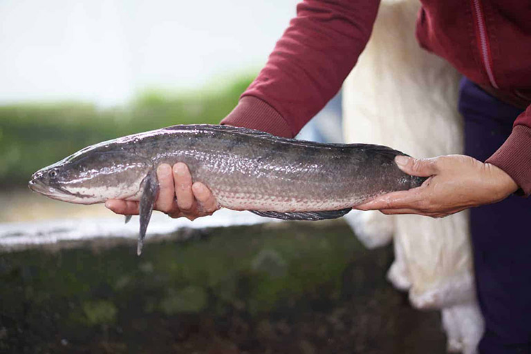 Mẹo chữa trẻ chậm nói bằng cá lóc