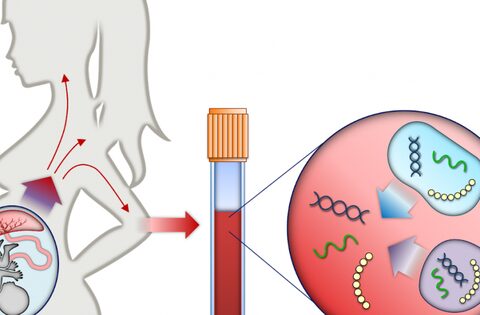 Xét nghiệm huyết thống trước sinh có nguy hiểm cho thai nhi không?