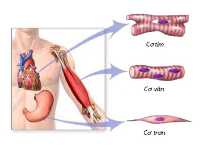 Bé 3 tuổi đột ngột không đi lại được, nhập viện phát hiện mắc tiêu cơ vân cấp - Ảnh 2.