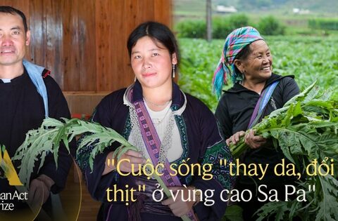 Về Sa Pa, nhìn người Mông đổi đời nhờ cây Atiso: …