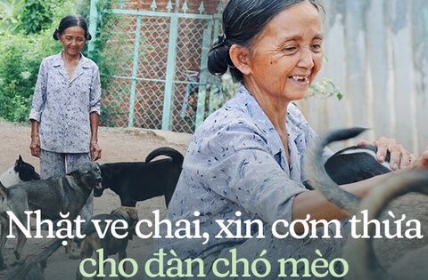 Chuyện bà Tuyết ve chai 26 năm nuôi đàn chó mèo bị bỏ rơi ở …