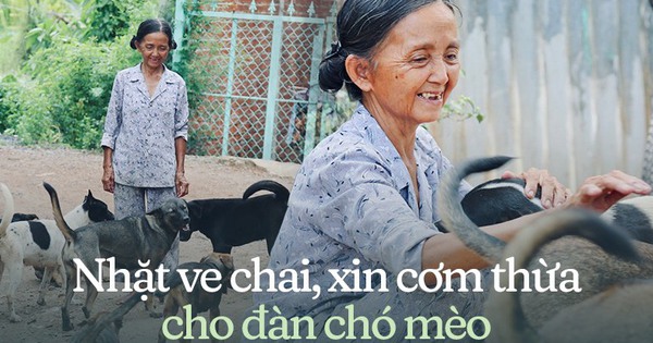 Chuyện bà Tuyết ve chai 26 năm nuôi đàn chó mèo bị bỏ rơi ở …