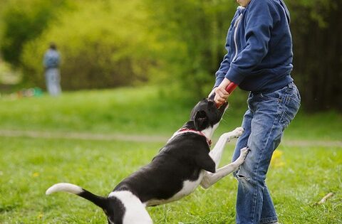 Bị chó cắn có cần tiêm phòng không?