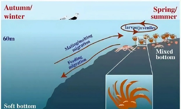 Bí mật của cua hoàng đế: Tại sao giá lại cao như vậy? - Ảnh 5.