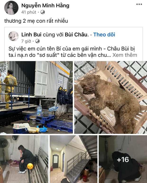 Hari Won - Binz và dàn sao Việt đồng loạt chia sẻ vụ cún cưng của Châu Bùi gặp nạn đau lòng - Ảnh 3.