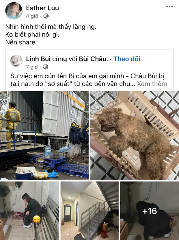 Hari Won - Binz và dàn sao Việt đồng loạt chia sẻ vụ cún cưng của Châu Bùi gặp nạn đau lòng - Ảnh 2.