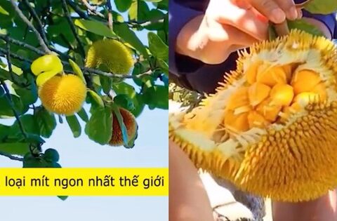 Loại mít “ngon nhất thế giới” tại Việt Nam: Đắt gấp 5 lần mít Thái, quả nhỏ xíu nhưng nhiều người quyết mua bằng được