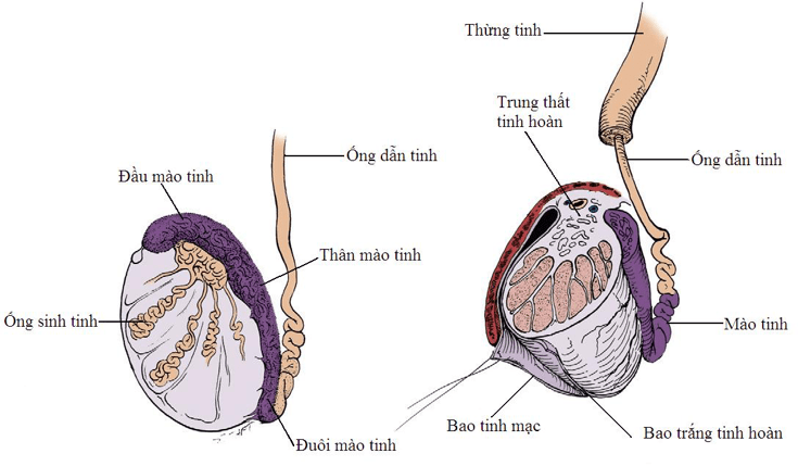 Hệ thống sinh sản nam hoạt động như thế nào?- Ảnh 3.