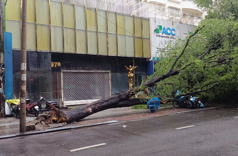 Cây xanh bật gốc trong mưa, đè nhiều xe máy ở trung tâm TP.HCM