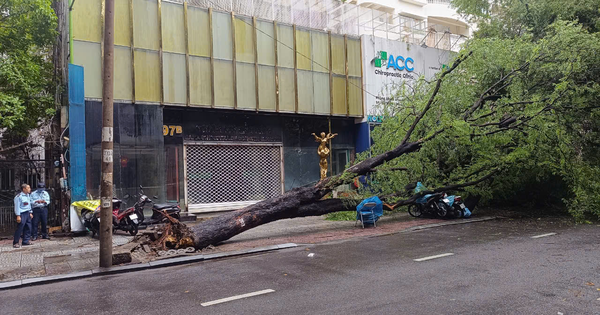 Cây xanh bật gốc trong mưa, đè nhiều xe máy ở trung tâm TP.HCM