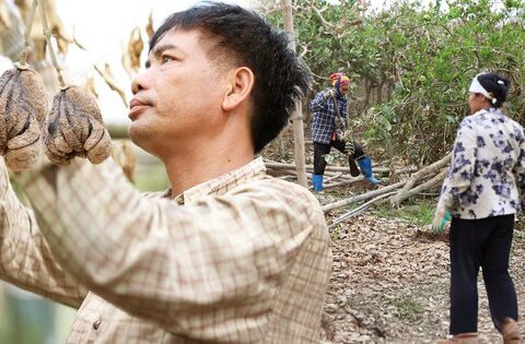 Hà Nội: Người dân trồng phật thủ ven sông Hồng mất trắng hàng tỷ đồng sau bão lũ