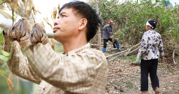 Hà Nội: Người dân trồng phật thủ ven sông Hồng mất trắng hàng tỷ đồng sau bão lũ