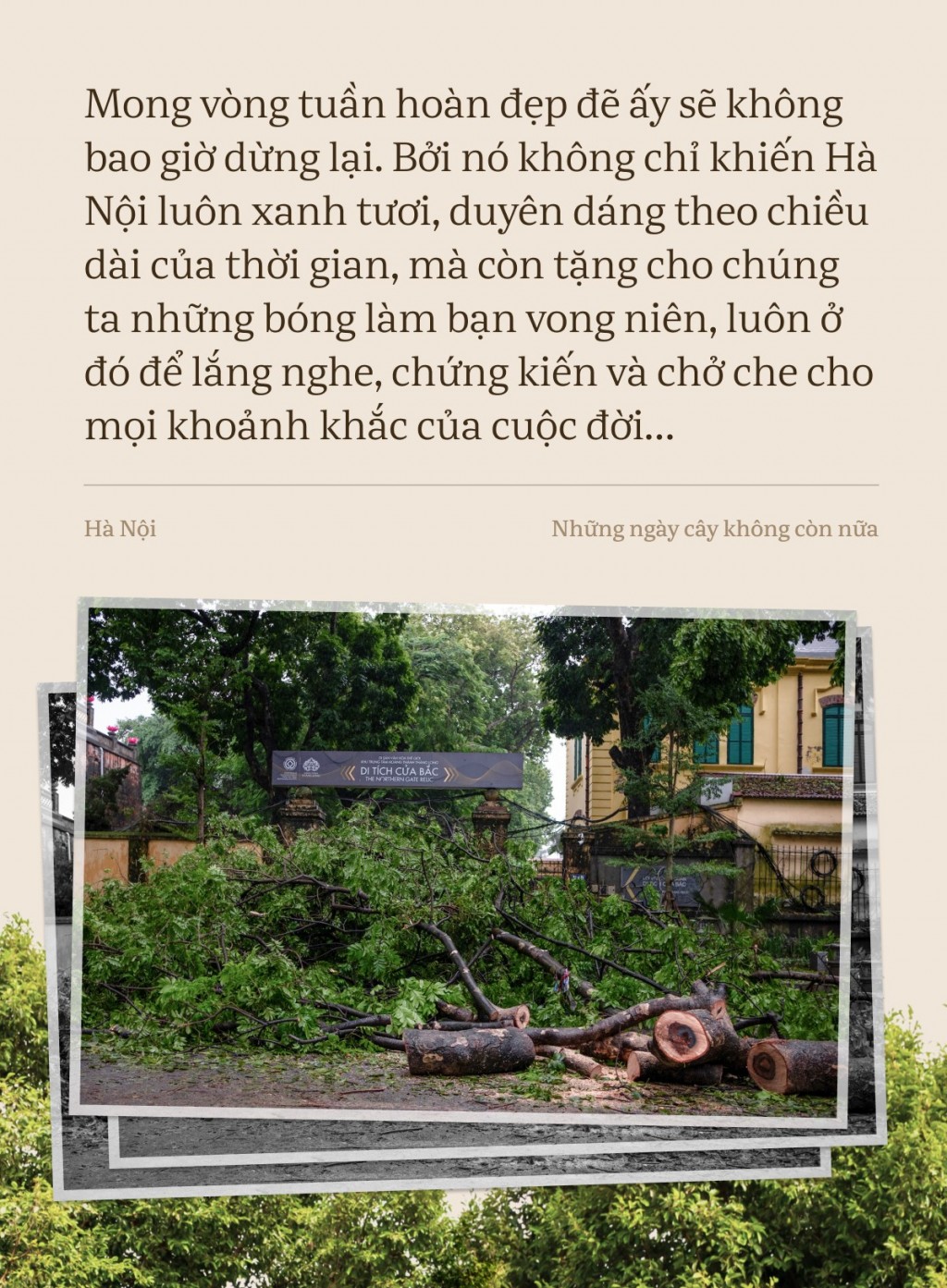 Hà Nội, những ngày cây không còn nữa…- Ảnh 6.