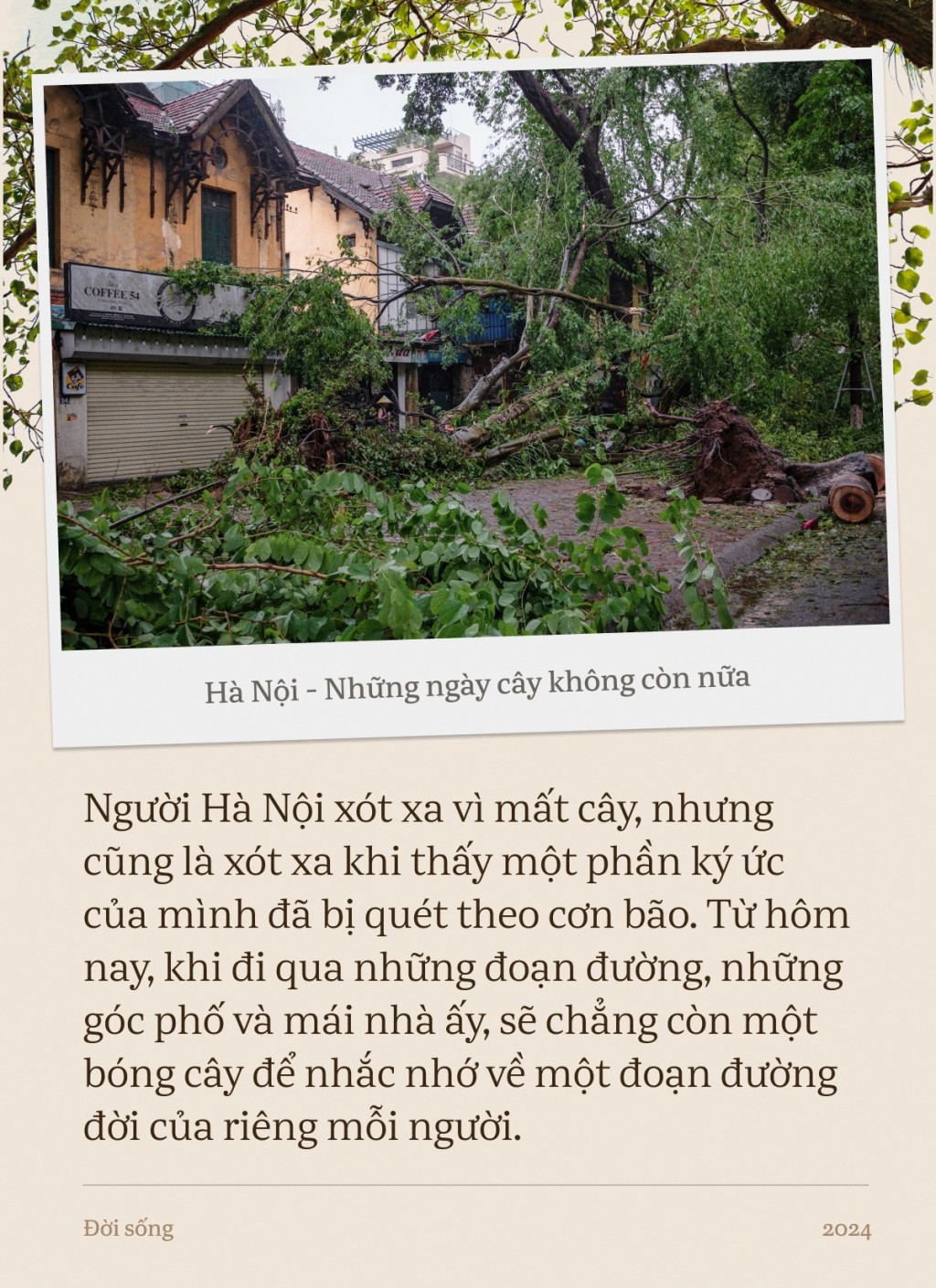 Hà Nội, những ngày cây không còn nữa…- Ảnh 3.