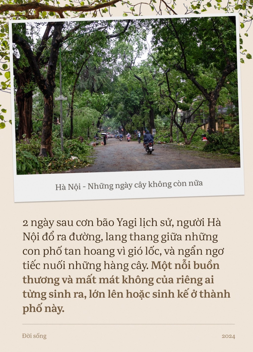 Hà Nội, những ngày cây không còn nữa…- Ảnh 5.