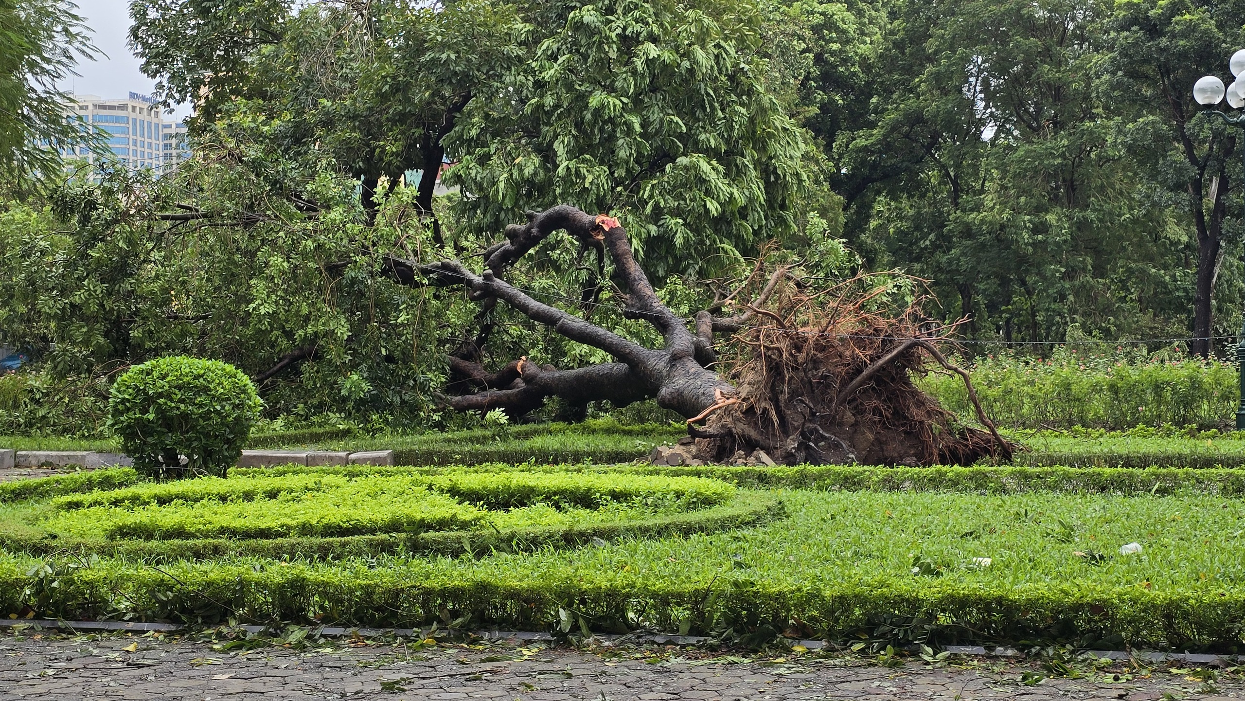 Người dân Hà Nội bàng hoàng trước khung cảnh buổi sáng của Thủ đô sau đêm bão Yagi quần thảo- Ảnh 28.