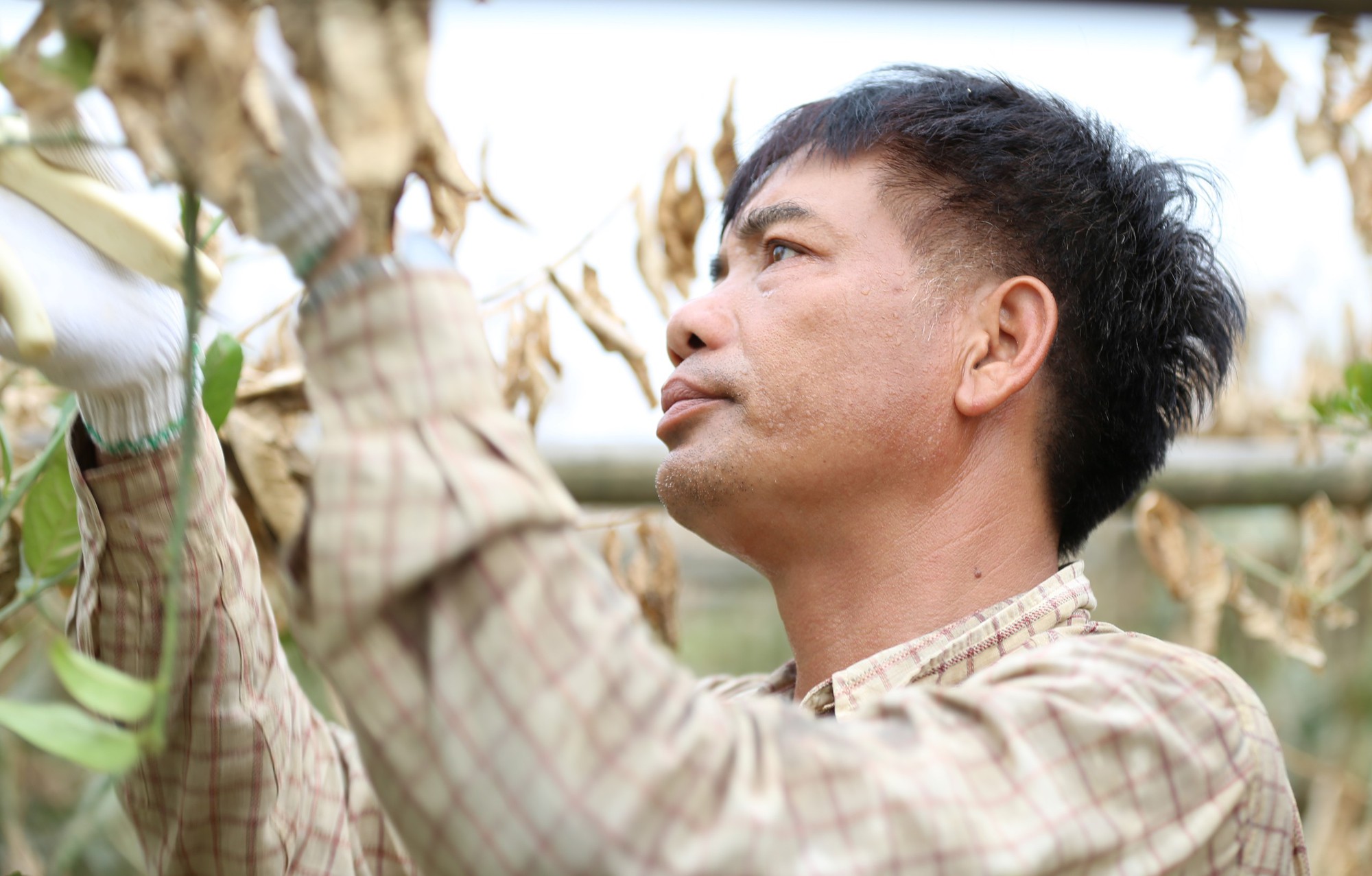 Hà Nội: Người dân trồng phật thủ ven sông Hồng mất trắng hàng tỷ đồng sau bão lũ- Ảnh 12.