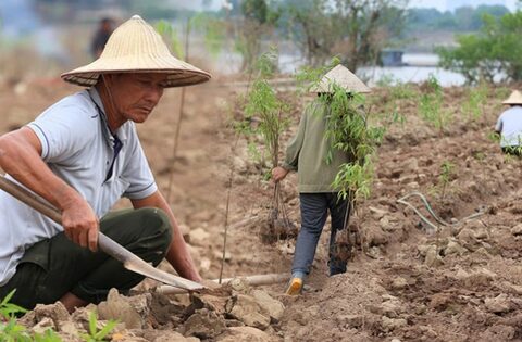 Trắng tay sau lũ vì những cành đào chết khô, người dân Nhật Tân giờ phải… trồng rau, hoa cúc để bán Tết