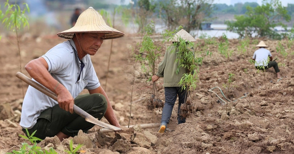 Trắng tay sau lũ vì những cành đào chết khô, người dân Nhật Tân giờ phải… trồng rau, hoa cúc để bán Tết