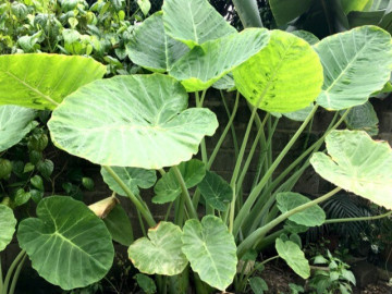 Cây dại ở bờ mương, xưa cho lợn ăn nay phơi khô bán 350.000 đồng/kg thành đặc sản, tốt cho sức khoẻ