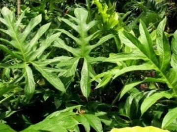 Cây dại mọc bờ ao, xưa cho lợn ăn nay thành đặc sản được ưa chuộng vì có hương vị đặc biệt, tốt cho sức khỏe