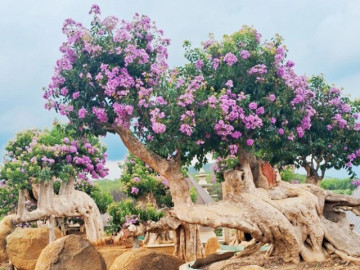 Cây dại nở hoa đẹp mắt 