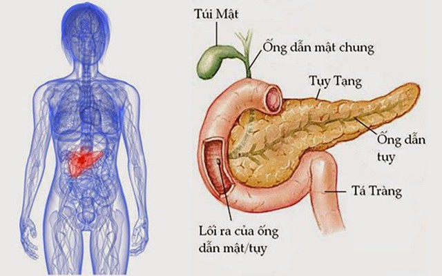 Viêm tụy cấp ở trẻ em: Nguyên nhân, triệu chứng, phòng bệnh và cách điều trị- Ảnh 1.