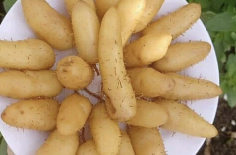 1 loại củ có ngoại hình giống với củ từ, là ‘‘thần dược giá rẻ’’ giúp kiểm soát đường huyết và tốt cho tim