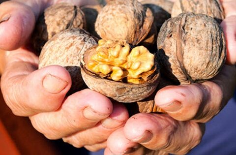 Loại rau quả nào làm giảm khả năng thụ tinh của nam giới?