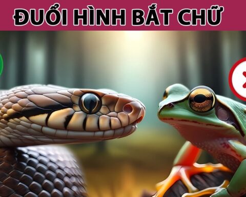 Nhìn con rắn và con nhái, đoán câu thành ngữ: Trả lời được, bạn xứng đáng 10 điểm thông thái