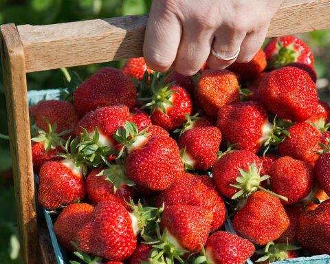 Nó rất ngon nên tôi đã ăn, nếu bạn trên 65 tuổi thì hãy ăn nhiều dâu tây mỗi ngày vì lý do này