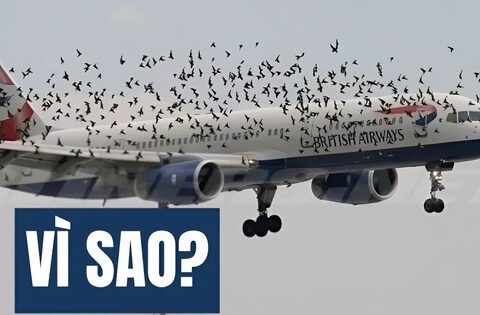 Kiến thức Vật Lý lớp 10 này sẽ khiến bạn hiểu ra điều không tưởng: Vì sao chim có thể đâm thủng cả máy bay!