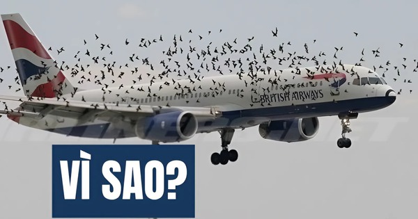 Kiến thức Vật Lý lớp 10 này sẽ khiến bạn hiểu ra điều không tưởng: Vì sao chim có thể đâm thủng cả máy bay!