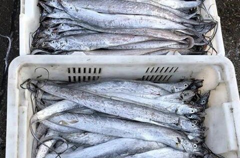 4 loại cá không thể nuôi nhân tạo trên thị trường, giá rẻ, thịt ngon, gặp là đừng bỏ lỡ