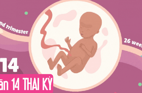 Tuần thai thứ 14: Bé bắt đầu mọc lông mày, mẹ có thể cảm nhận con cử động trong bụng