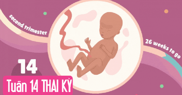 Tuần thai thứ 14: Bé bắt đầu mọc lông mày, mẹ có thể cảm nhận con cử động trong bụng