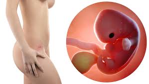 Tuần thai thứ 7: Thai phát triển nhanh, tay chân bé bắt đầu hình thành- Ảnh 7.