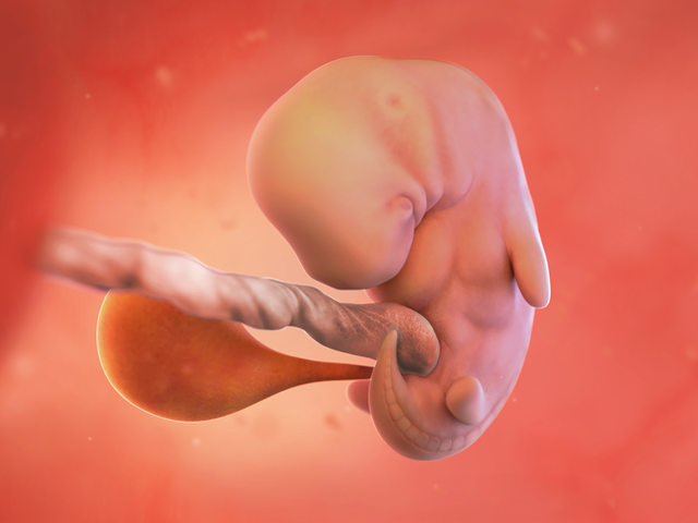 Tuần thai thứ 7: Thai phát triển nhanh, tay chân bé bắt đầu hình thành- Ảnh 2.