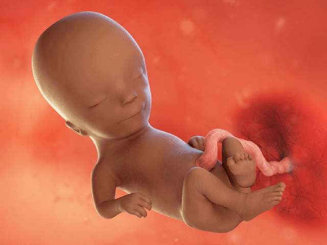 Tuần thai thứ 14: Bé bắt đầu mọc lông mày, mẹ có thể cảm nhận con cử động trong bụng- Ảnh 6.