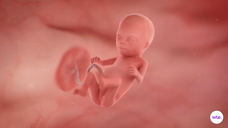 Tuần thai thứ 14: Bé bắt đầu mọc lông mày, mẹ có thể cảm nhận con cử động trong bụng- Ảnh 2.