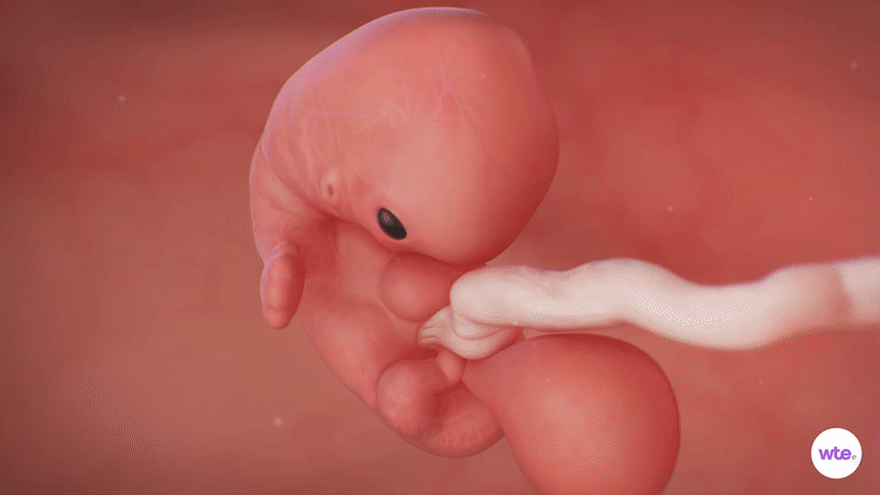 Tuần thai thứ 7: Thai phát triển nhanh, tay chân bé bắt đầu hình thành- Ảnh 1.