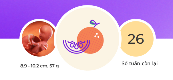 Tuần thai thứ 14: Bé bắt đầu mọc lông mày, mẹ có thể cảm nhận con cử động trong bụng- Ảnh 1.