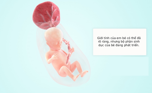 Tuần thai thứ 14: Bé bắt đầu mọc lông mày, mẹ có thể cảm nhận con cử động trong bụng- Ảnh 5.